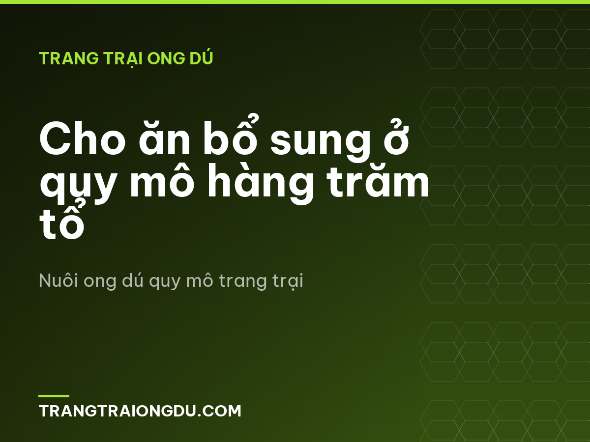 Cho ăn bổ sung ở quy mô hàng trăm tổ