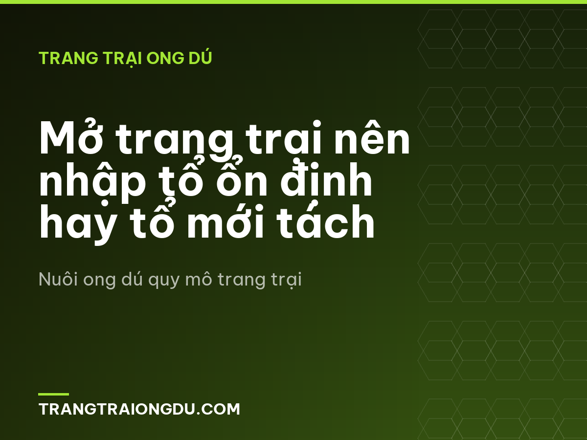 Mở trang trại nên nhập tổ ổn định hay tổ mới tách