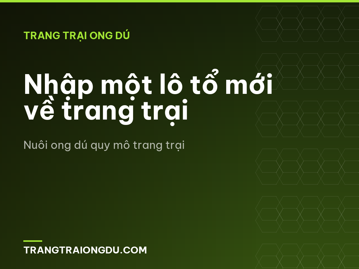 Nhập một lô tổ mới về trang trại